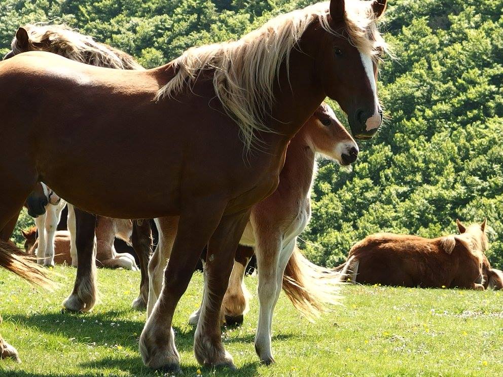 Cavalli al pascolo nel Parco del Monte Cucco
